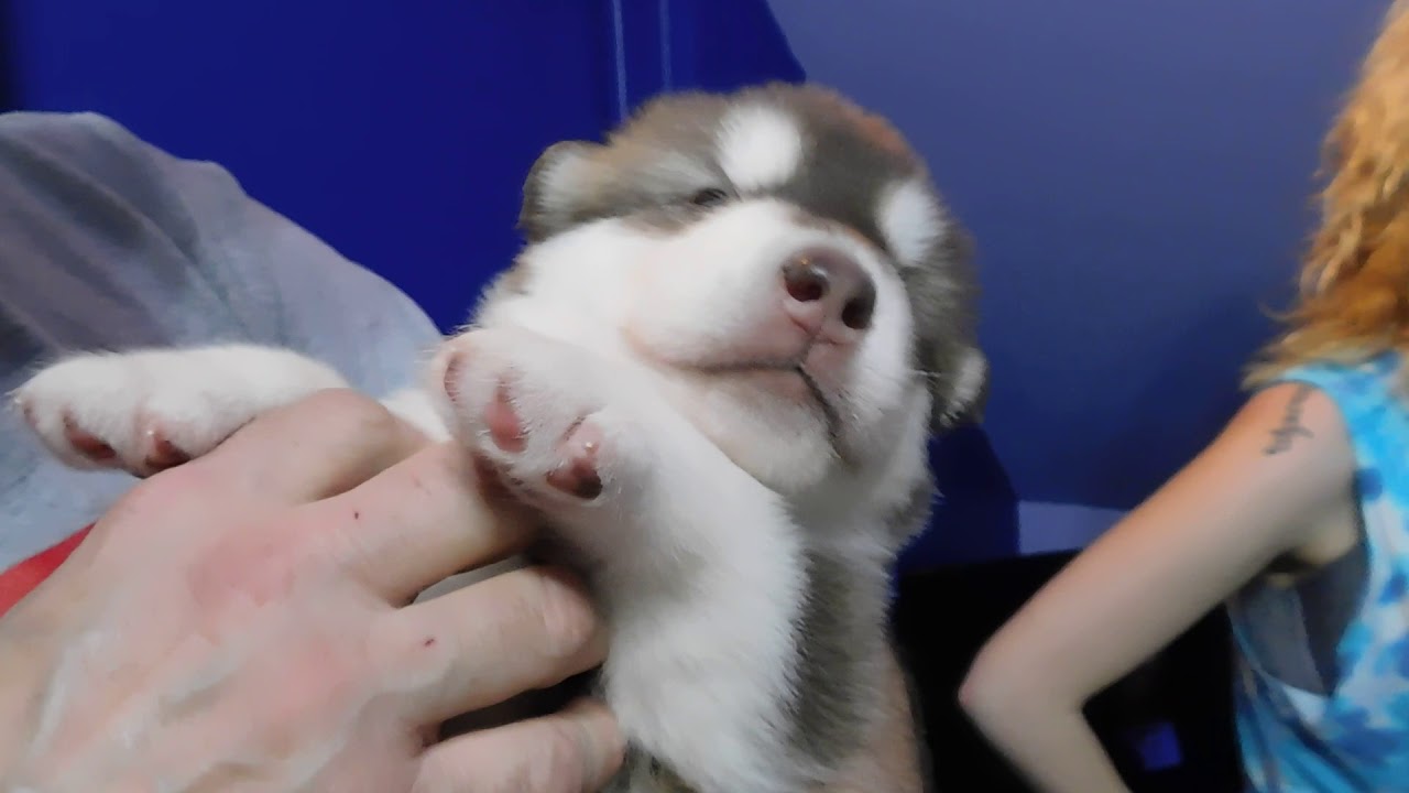 Alaskan Malamute Puppy Cuddle