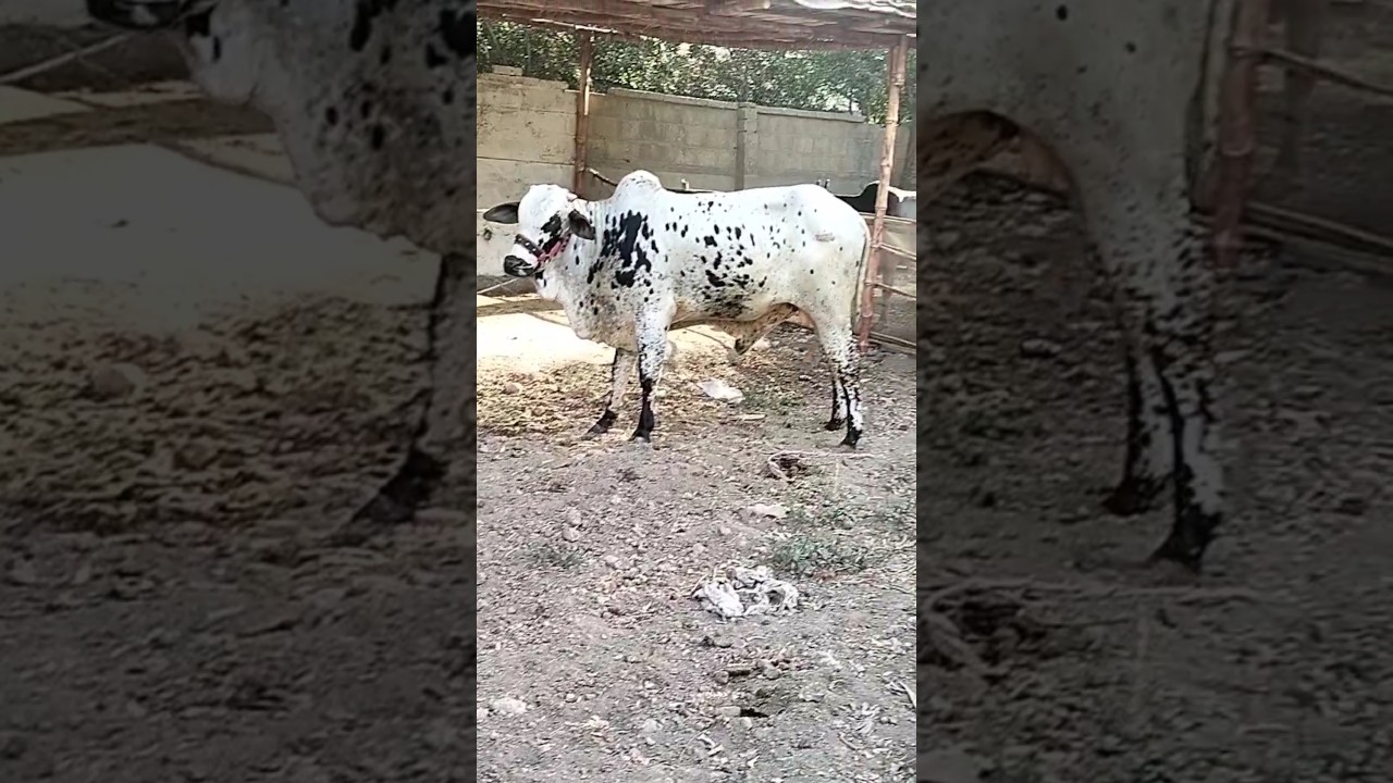 Rocket Cow