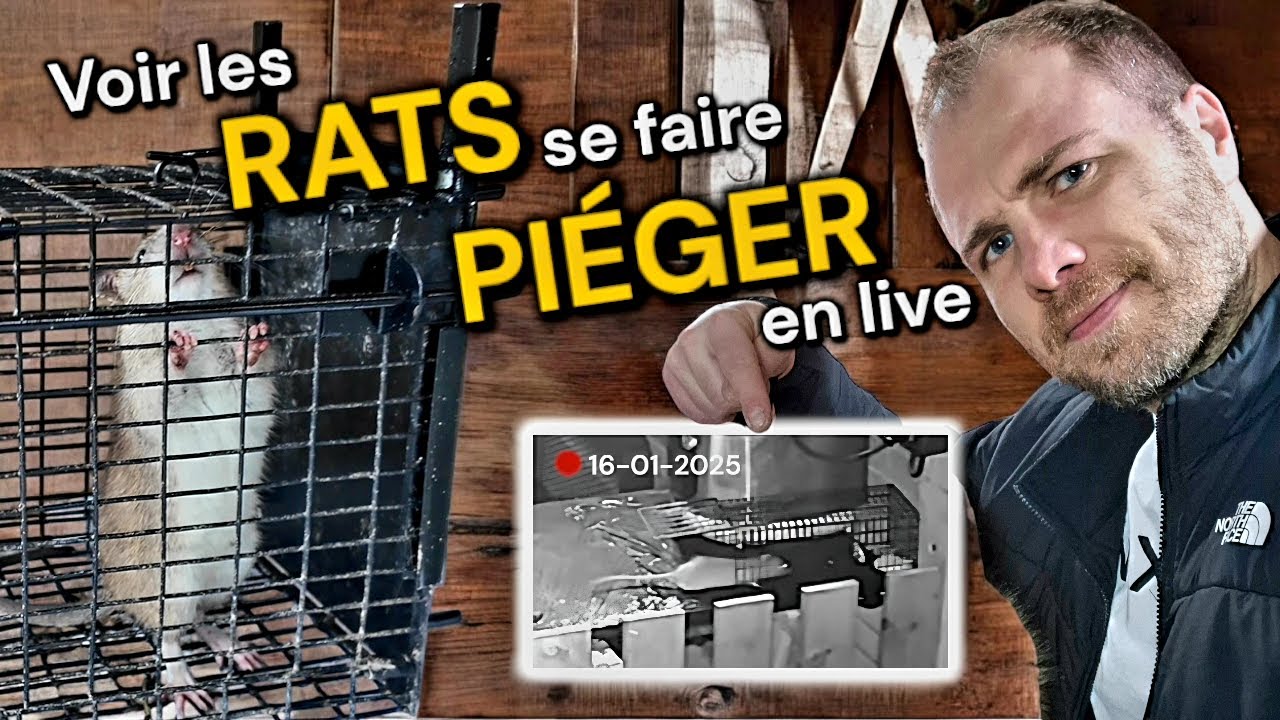 Piège à rat | Ces cages à rats sont exceptionnelles (preuves en vidéo🎥)