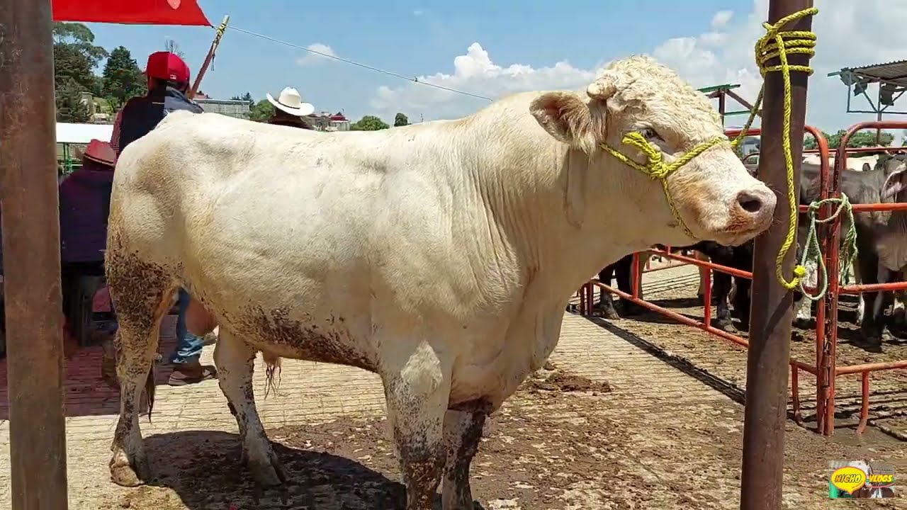 PLAZA GANADERA-LA MAS GRANDE DE LATINOAMERICA-CABALLOS HASTA DE 200 MIL-TOROS DE UN TAMAÑO INCREIBLE