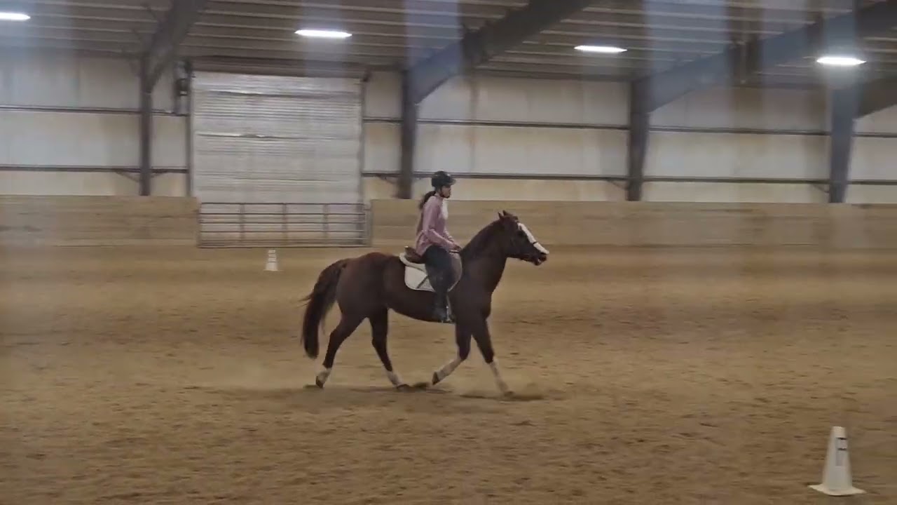 2026 show #1 Emma hill and Wendell novice youth equitation over fences ( any height) 