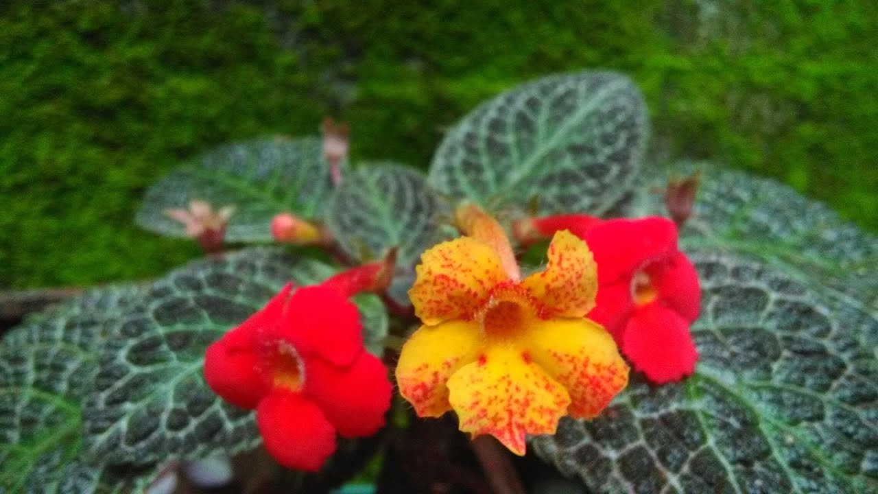 Beautiful Flowers & Plants | Episcia Cupreata hybrid - Flame Violet | Best hanging plants for garden