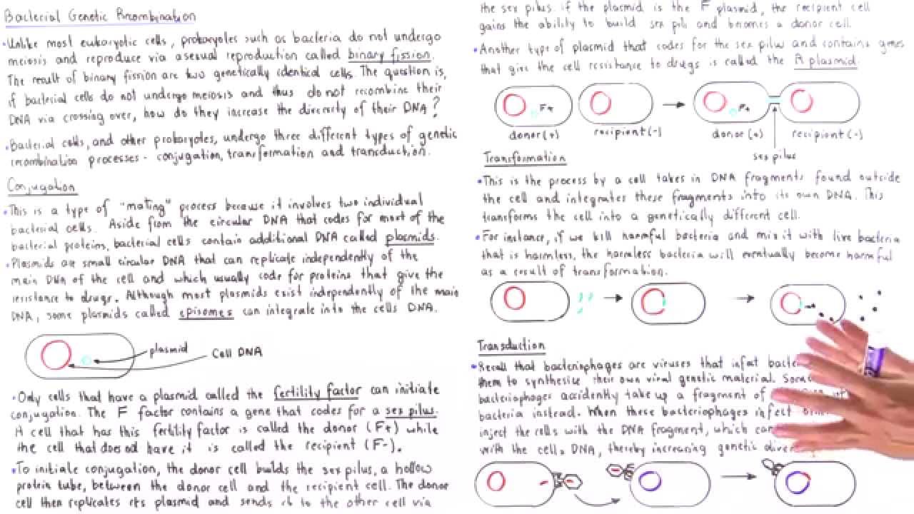 Conjugation, Transformation and Transduction