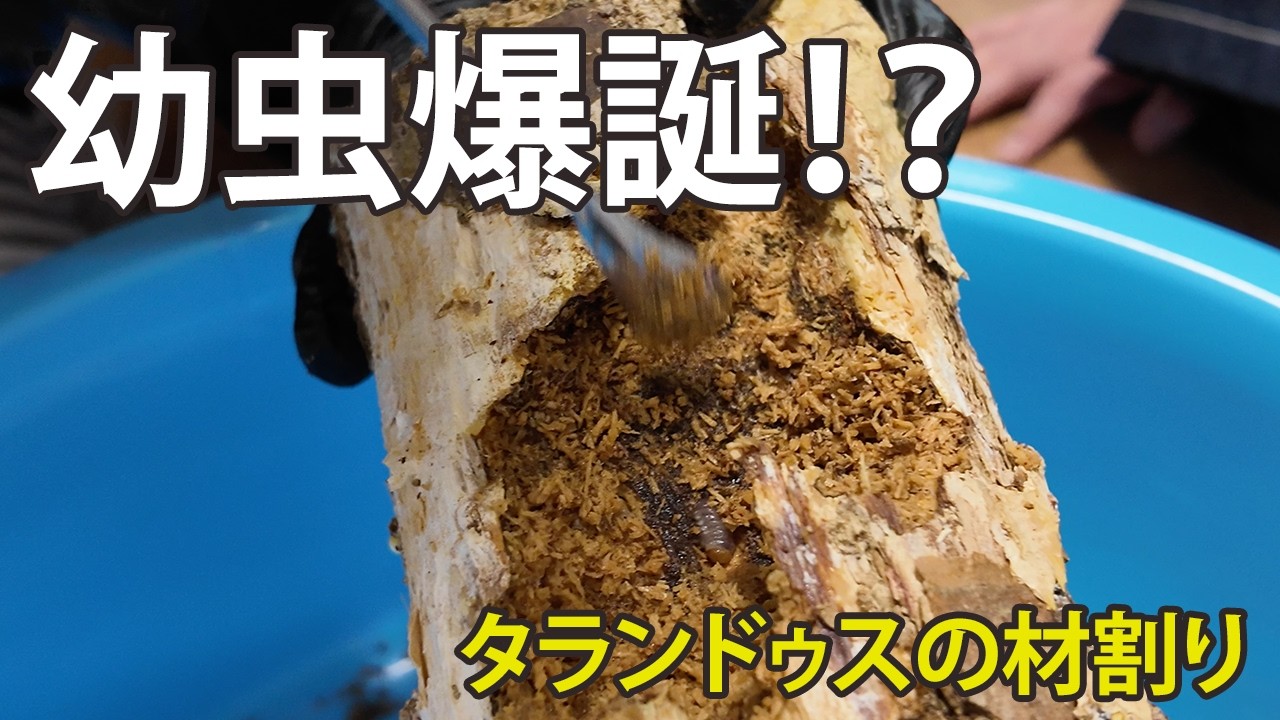【材割りの仕方】タランドゥスの幼虫爆誕！？