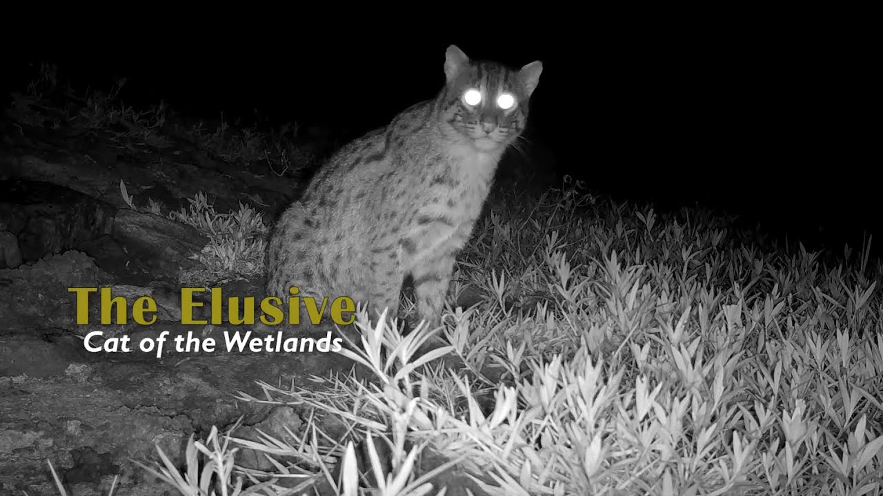 The Elusive (Cat of the Wetlands) - The Fishing Cat story