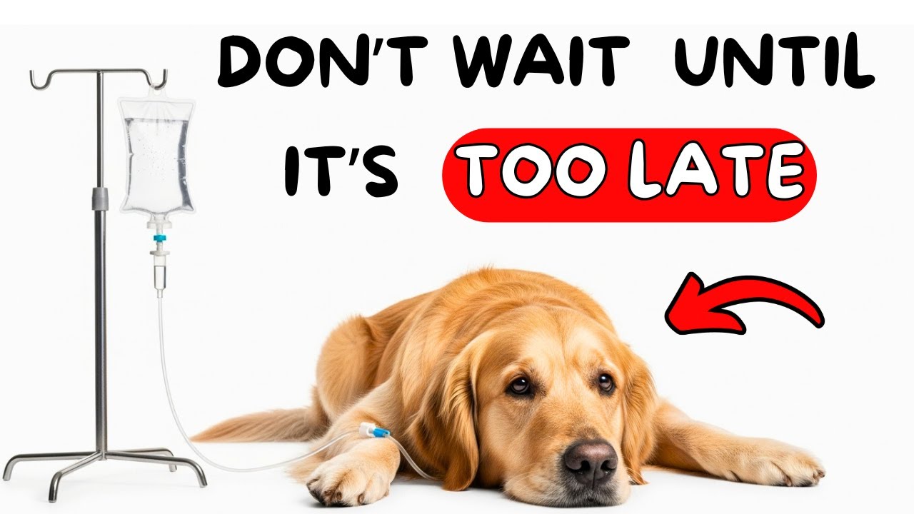8 Early Signs of Cancer in Dogs You Shouldn’t Ignore