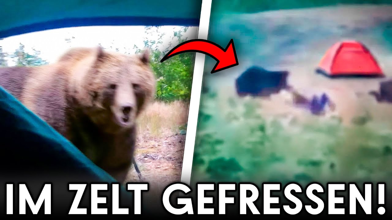 Die Letzten Minuten Von Brigitta LEBENDIG Von Einem B&auml;ren GEFRESSEN!