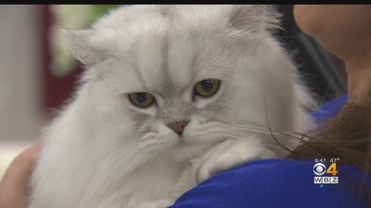 Catsachusetts Cat Club Holds International Cat Show In Cambridge