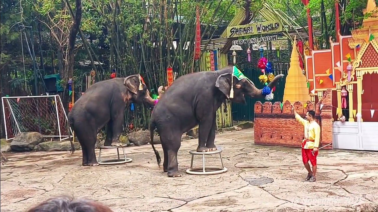 Safari World～Elephant Show