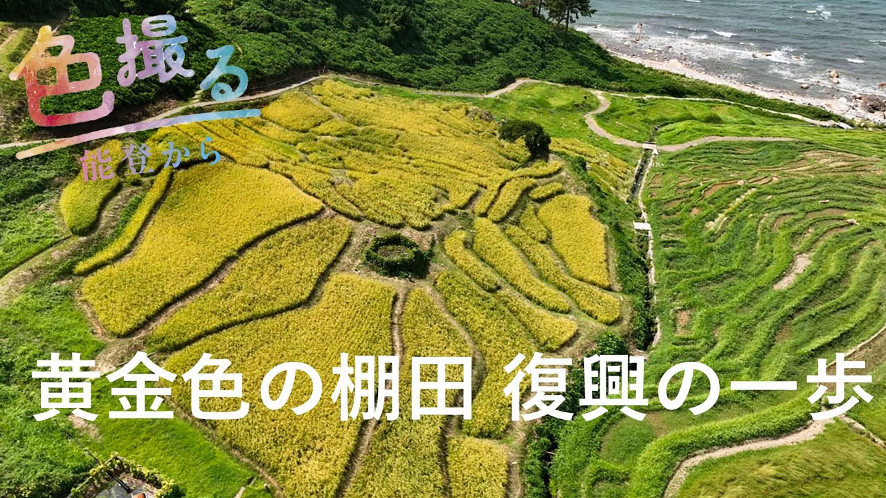 黄金色の棚田、復興の一歩【色撮る⑥ 能登地震被災地から】