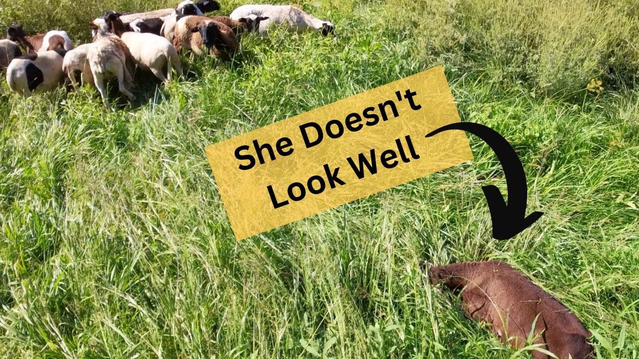 Our First 24 Hours with Sheep - Are We Headed For Disaster? 