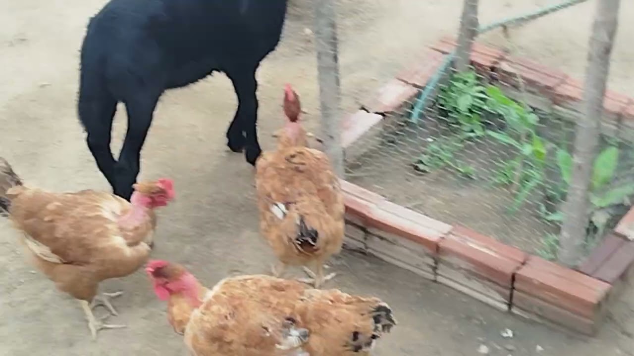 ATUALIZAÇÃO DA CRIAÇÃO + NOVOS PINTINHOS. 🐔🐥 