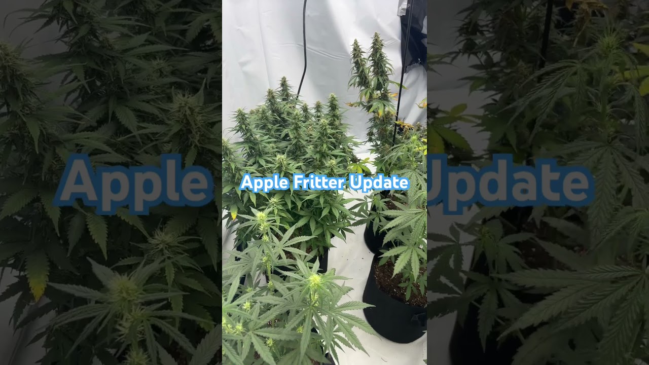 Apple fritter update #1