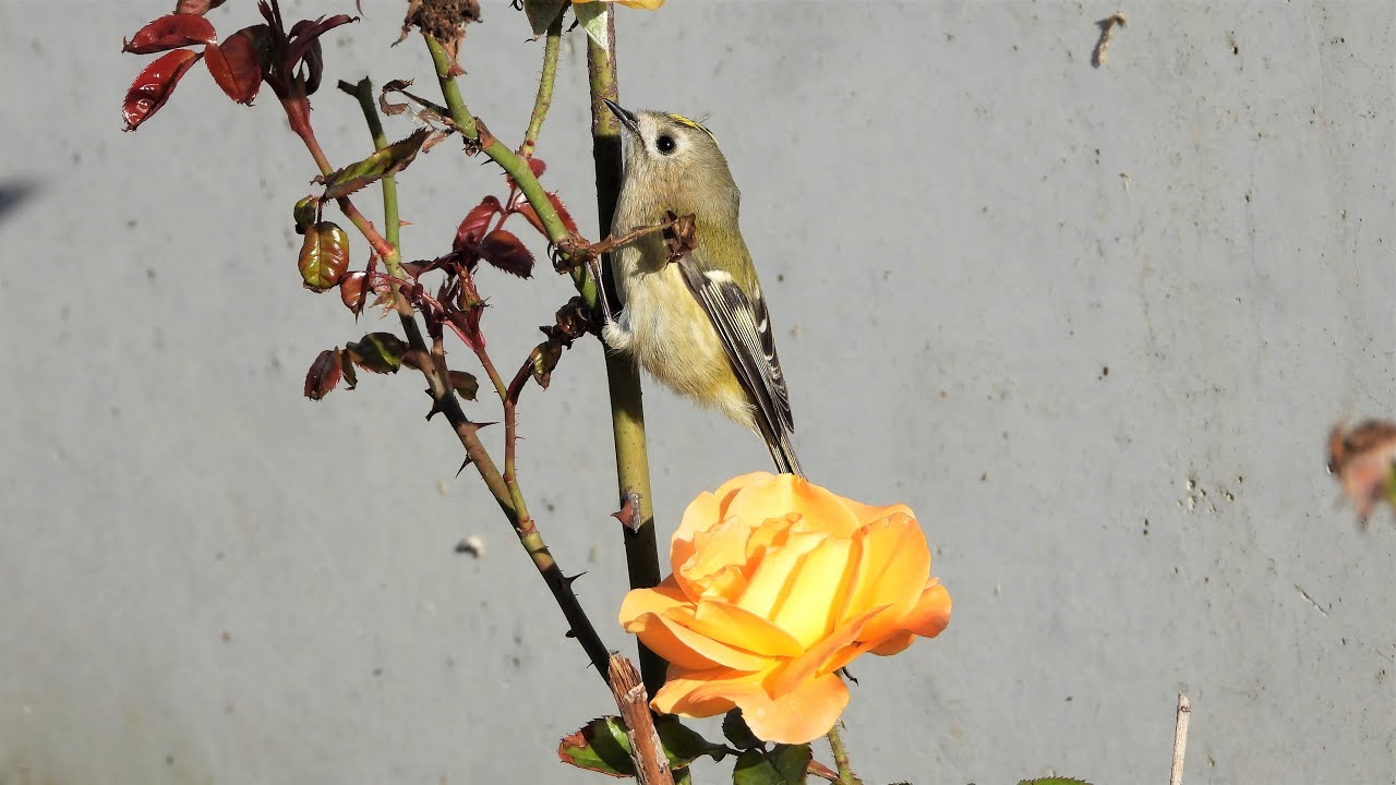 Wintergoldhähnchen