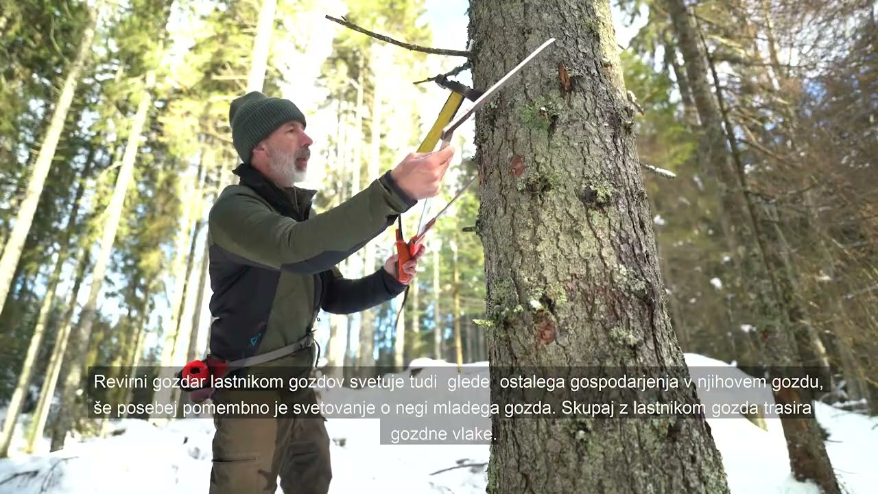 Revirni gozdarji