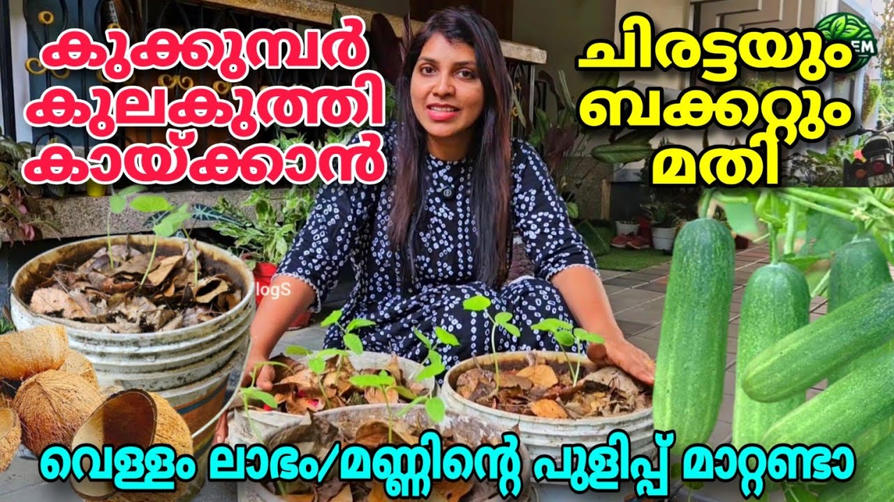 ചിരട്ടയും ബക്കറ്റും മതി കുക്കുമ്പർ കുലകുത്തി കായ്ക്കാൻ | Cucumber krishi Malayalam |