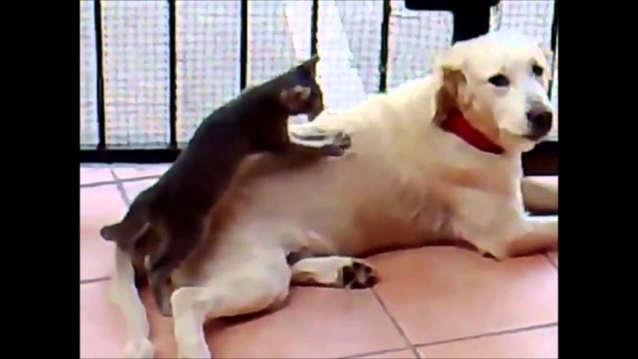 Funny Dogs and Cats, Funny Cat, Funny Dog, New Comedy This Week #05