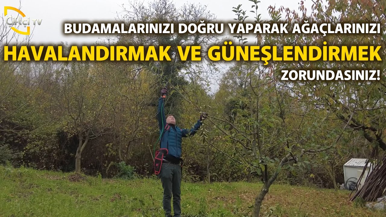 Ağaçlarınızı Havalandırmak Ve Güneşlendirmek Zorundasınız! - Budama Aşılama Teknikleri