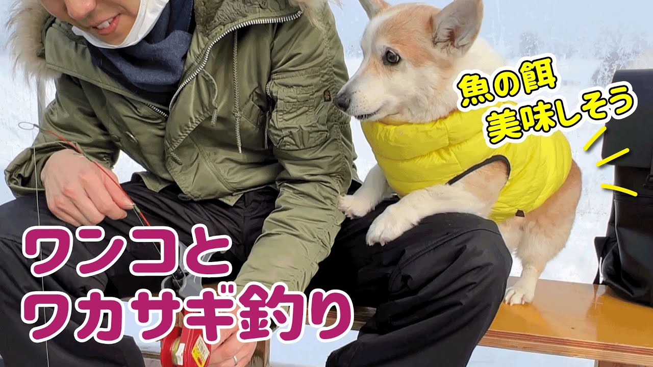 【愛犬とワカサギ釣り】ジャーキーより魚の餌が欲しいコーギー