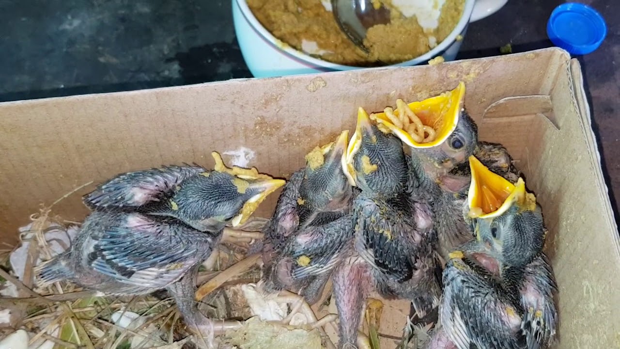 طريقة تربية صغار طائر المينا هو يتكلم مثل الببغاء مع جمال العمواسي
