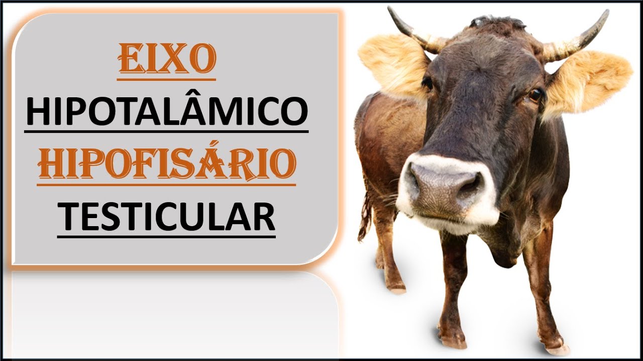 Fisiologia da Reprodução; Eixo Hipotalâmico, Hipofisário, Testicular.