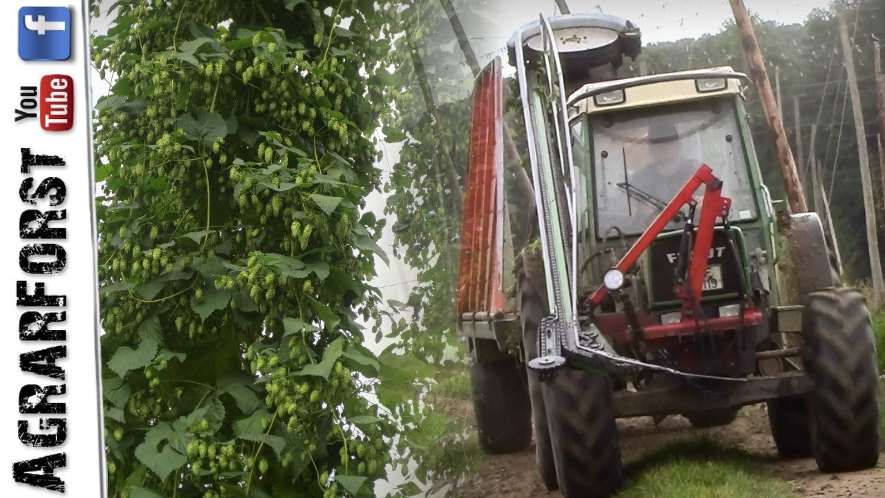 HOPFENERNTE 2017 in der Hallertau!