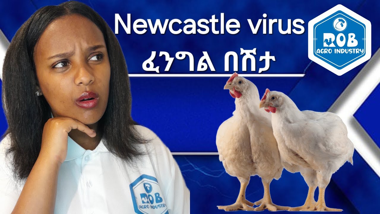 ዕርባታ ላይ ፈታኝ ስለሆነዉ ፈንግል በሽታ ሰፋ ያለ መረጃ / The most dangerous virus in poultry full information