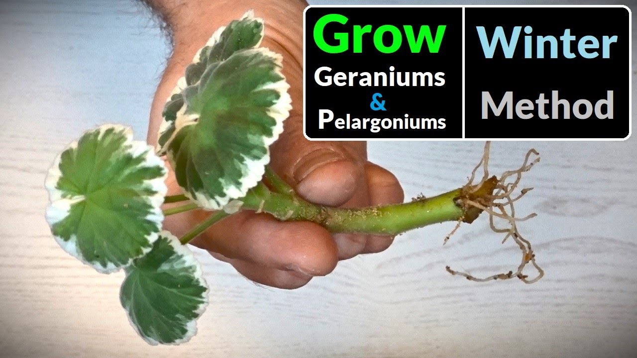 How to Grow Geraniums / Pelargoniums from Cuttings (All Year Round Method)