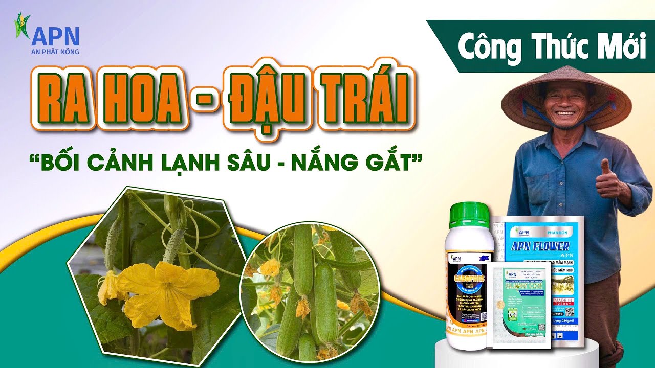 APN - KÍCH BÔNG CÁI TĂNG ĐẬU TRÁI CẢI TIẾN | BỐI CẢNH LẠNH SÂU, NẮNG GẮT