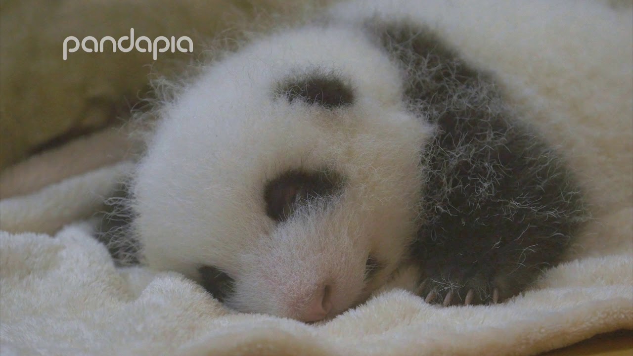 He Hua: the new panda baby