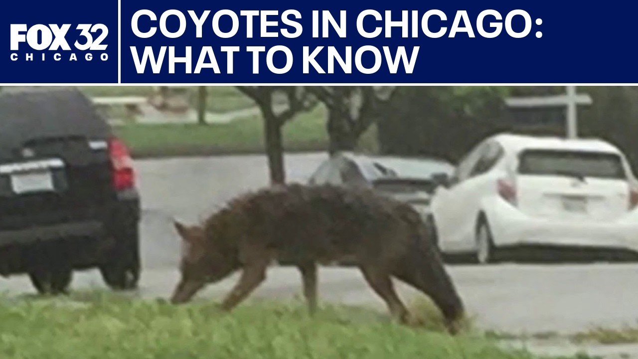 What to know about Coyotes hanging around Chicago | ChicagoLIVE