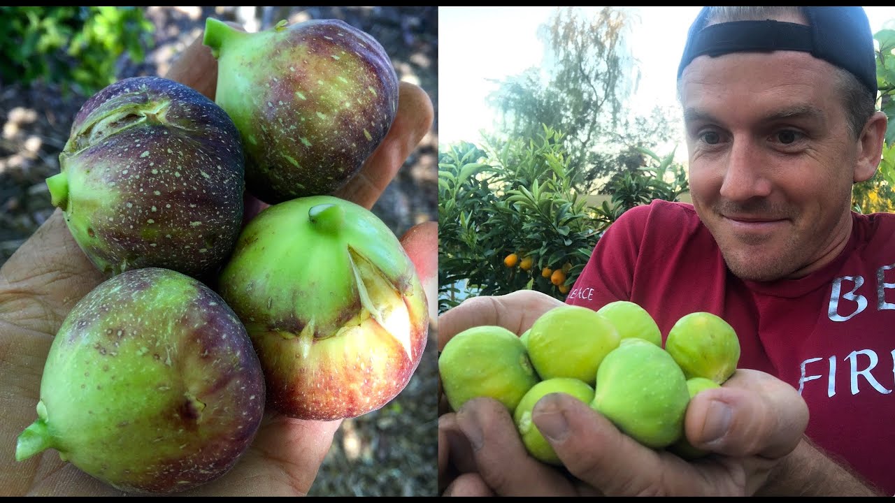 Texas Blue GIANT FIG in my Arizona Garden