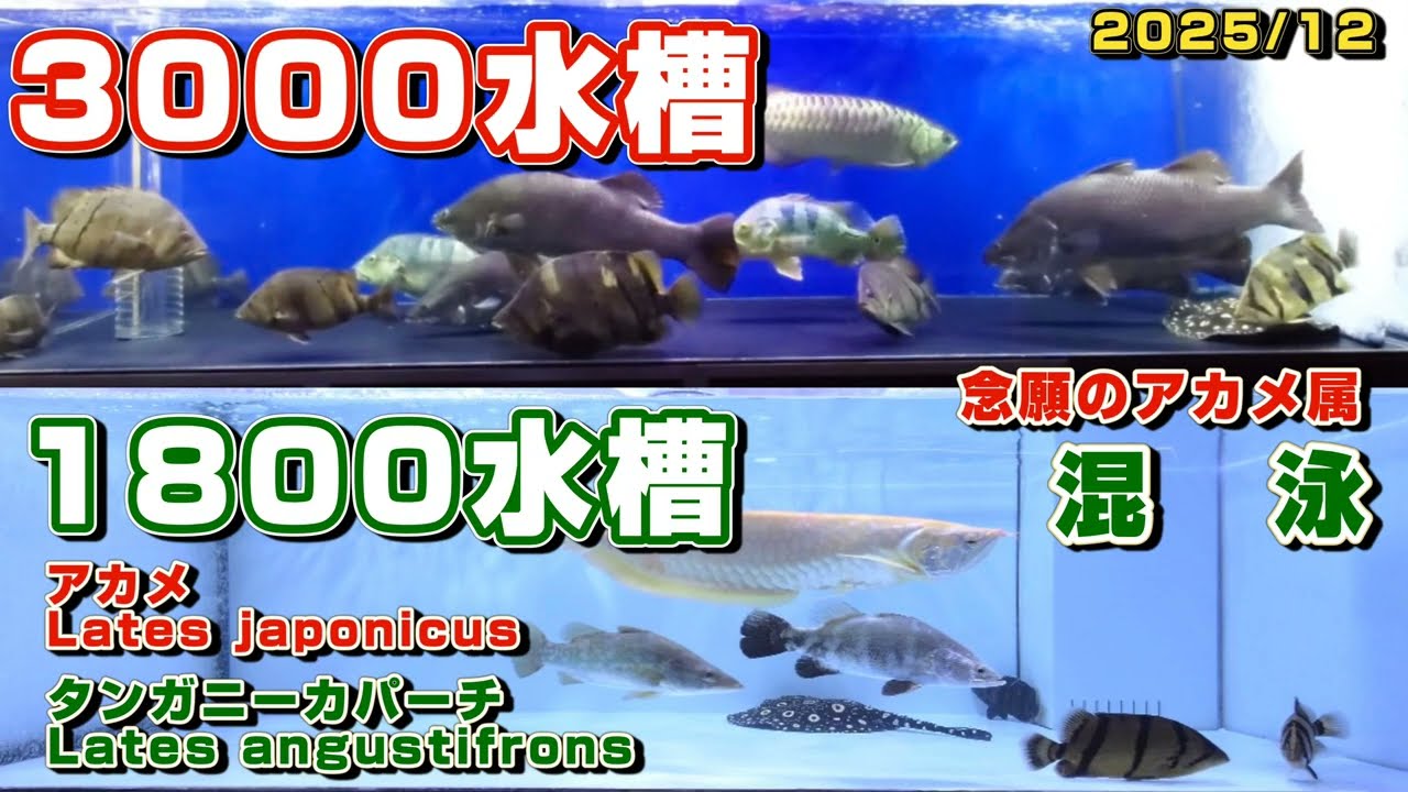 【3m水槽の部屋】2025/12  3m水槽 1.8m水槽 1.2m水槽  流動濾過材   新水垂れ流し  古代魚 大型魚 ダトニオ アカメ飼育
