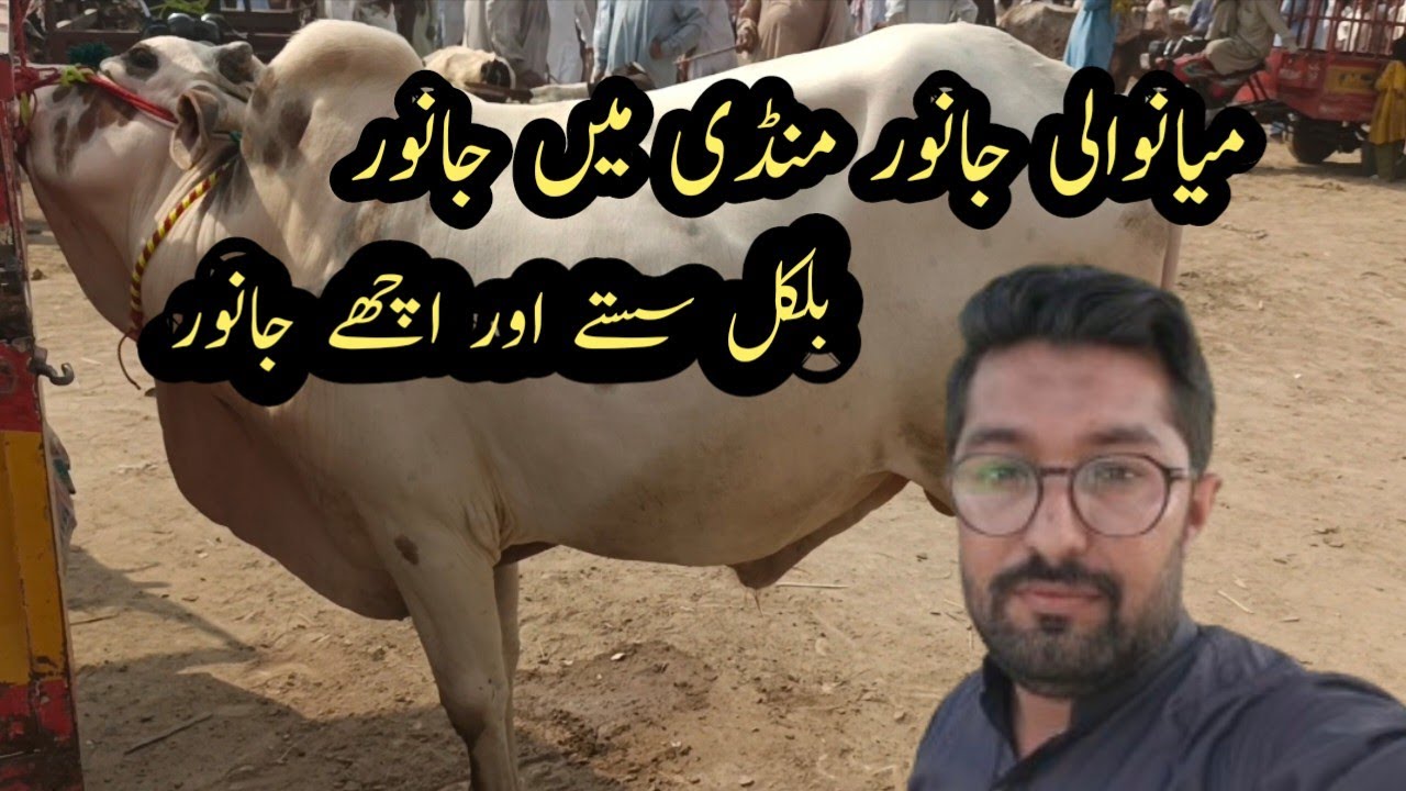 Mianwali main janwar mandi ky halat or 2025 ki qurbani ky liya sasty janwar