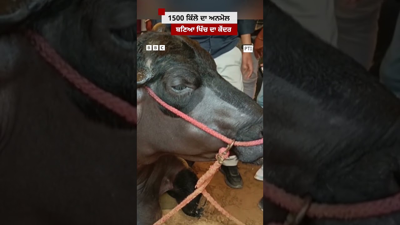 Haryana ਦਾ 1500 ਕਿੱਲੋ ਦਾ ਝੋਟਾ ਅਨਮੋਲ ਬਣਿਆ ਖਿੱਚ ਦਾ ਕੇਂਦਰ| 𝐁𝐁𝐂 𝐏𝐔𝐍𝐉𝐀𝐁𝐈