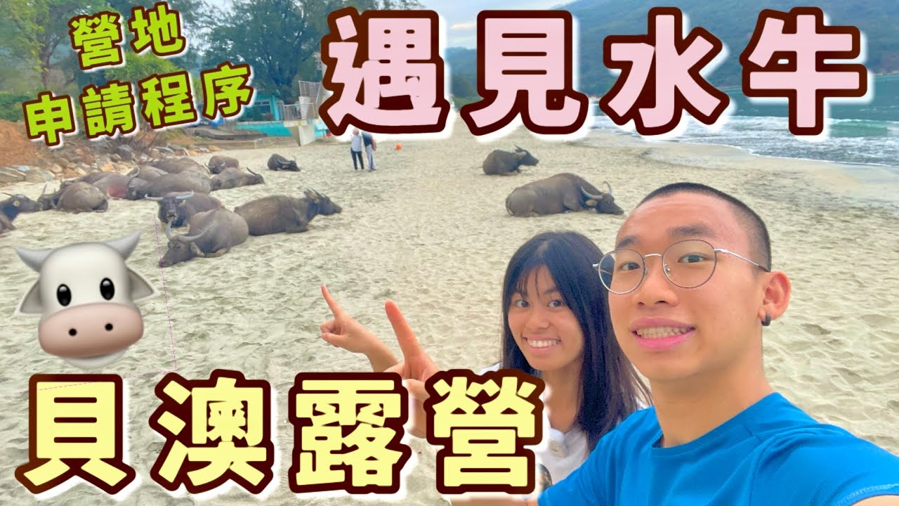 貝澳營地攻略⛺️申請程序⁉️3M巴士最方便🚌沙灘巧遇水牛休息😴內地人最愛營地｜炒蛋🥚湯通分🥣香港營地介紹 #親子好去處 #情侶好去處 #香港好去處