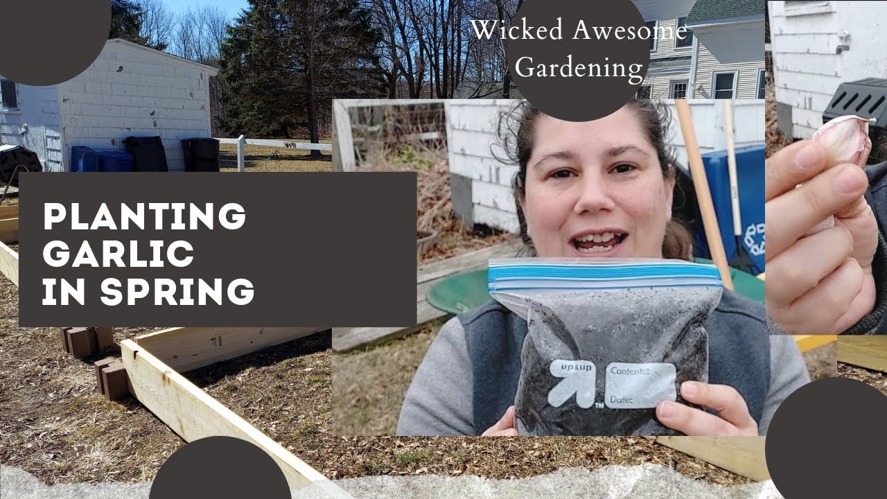 Planting GARLIC in SPRING after being kept in the Freezer