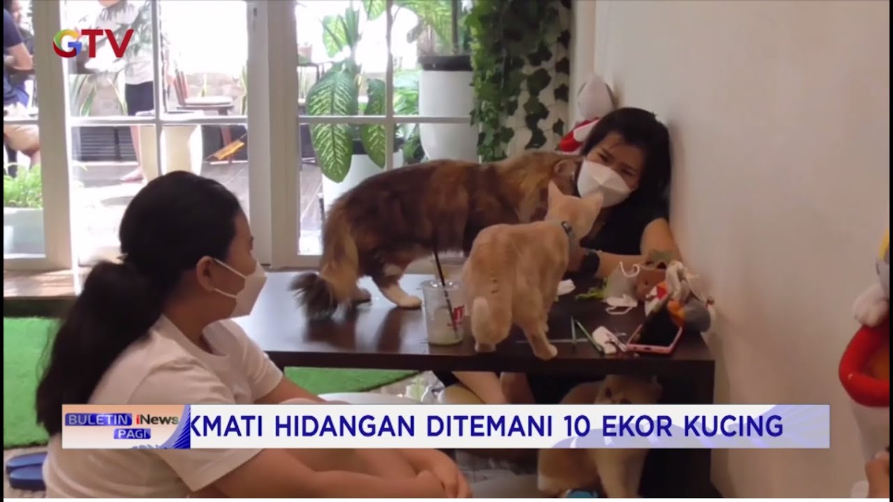 Suasana Ngafe Bareng Kucing Ala Kafe di Medan #BIP 04/11