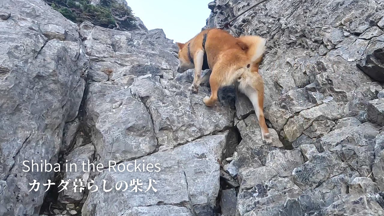 岩壁に近づくと登らずにはいられないカナダの登山犬。【カナダ海外生活の柴犬】