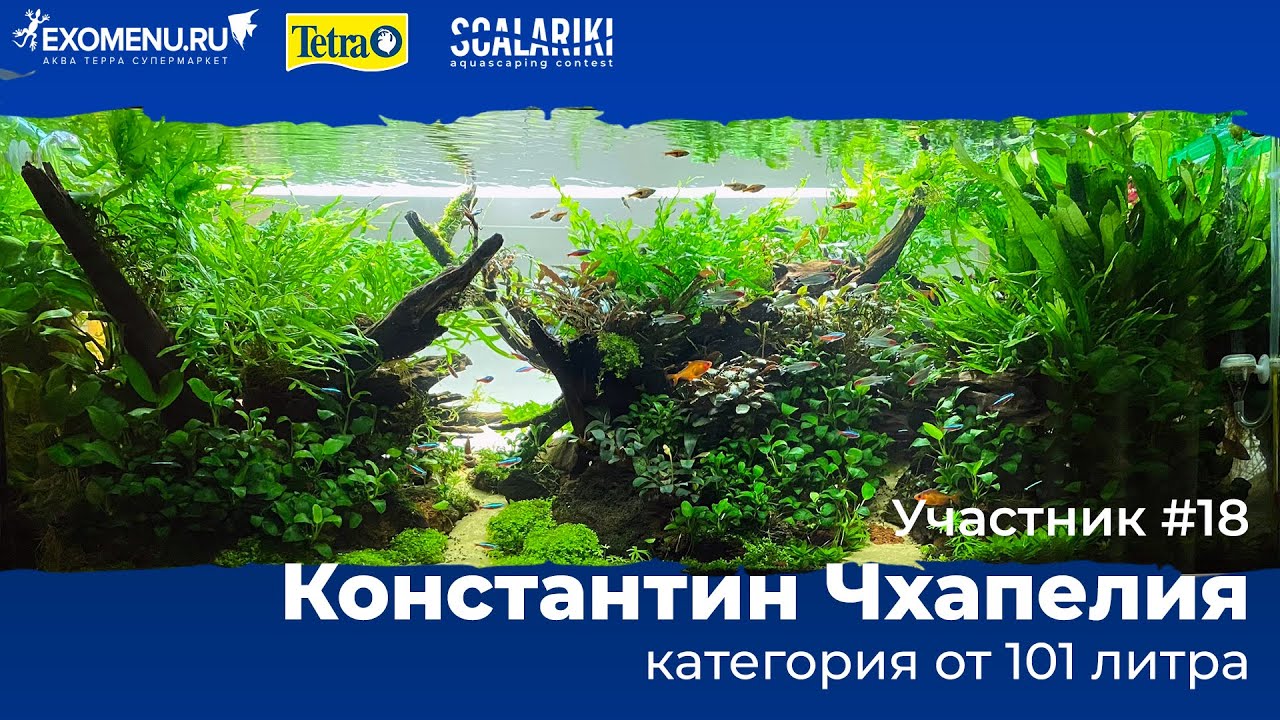 Скейп 240 л. Участник №18 в категории от 101 литра #Scalariki​ Aquascaping Contest 2021