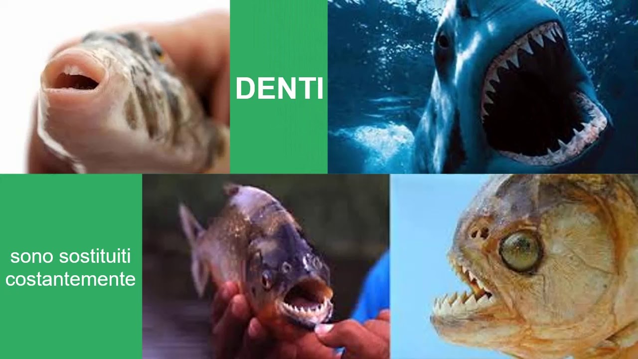 3 -L'APPARATO DIGERENTE - Anatomia comparata nei VertebratiI