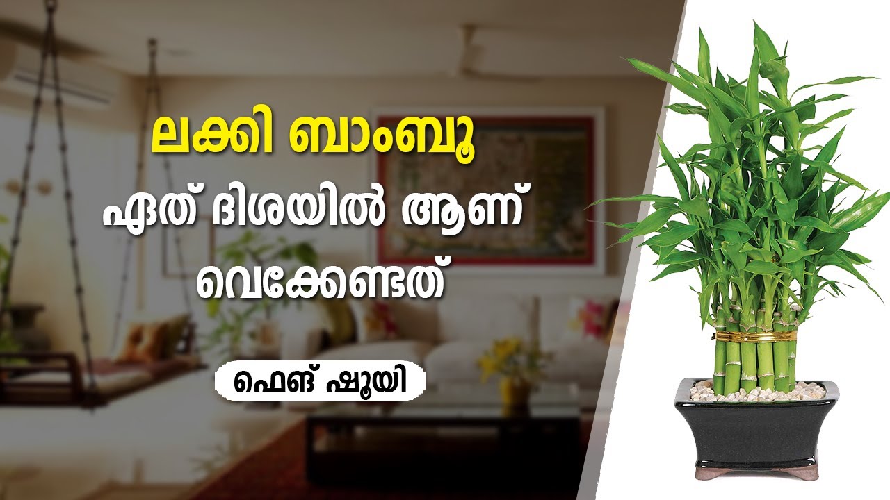 ലക്കി ബാംബൂ ഏത് ദിശയിൽ ആണ് വെക്കേണ്ടത് ഫെങ് ഷൂയി | 9745094905 | How to use Lucky Bamboo