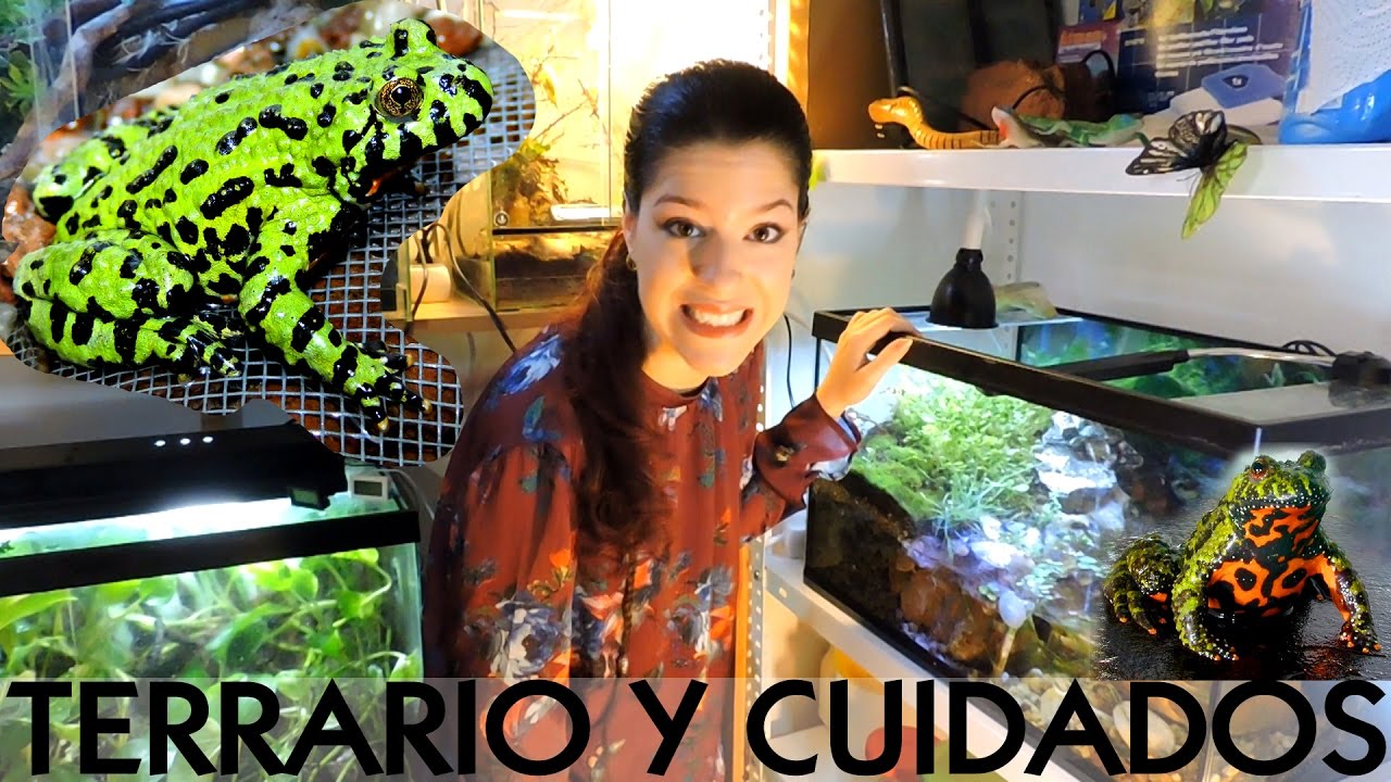 Tutorial de la bombina o sapillo vientre de fuego | daden Reptilera