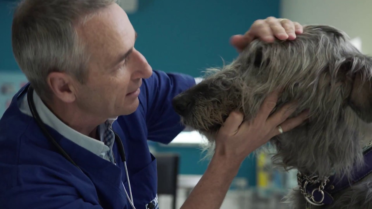 Advance Petcare 'Human Equivalent'