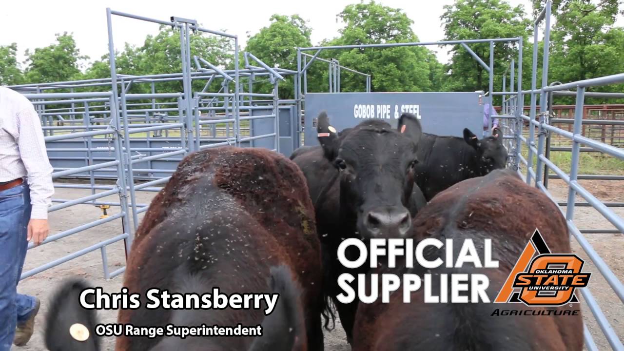 Chris Stansberry of OSU in the Cattle Flow Box from GoBob Pipe and Steel