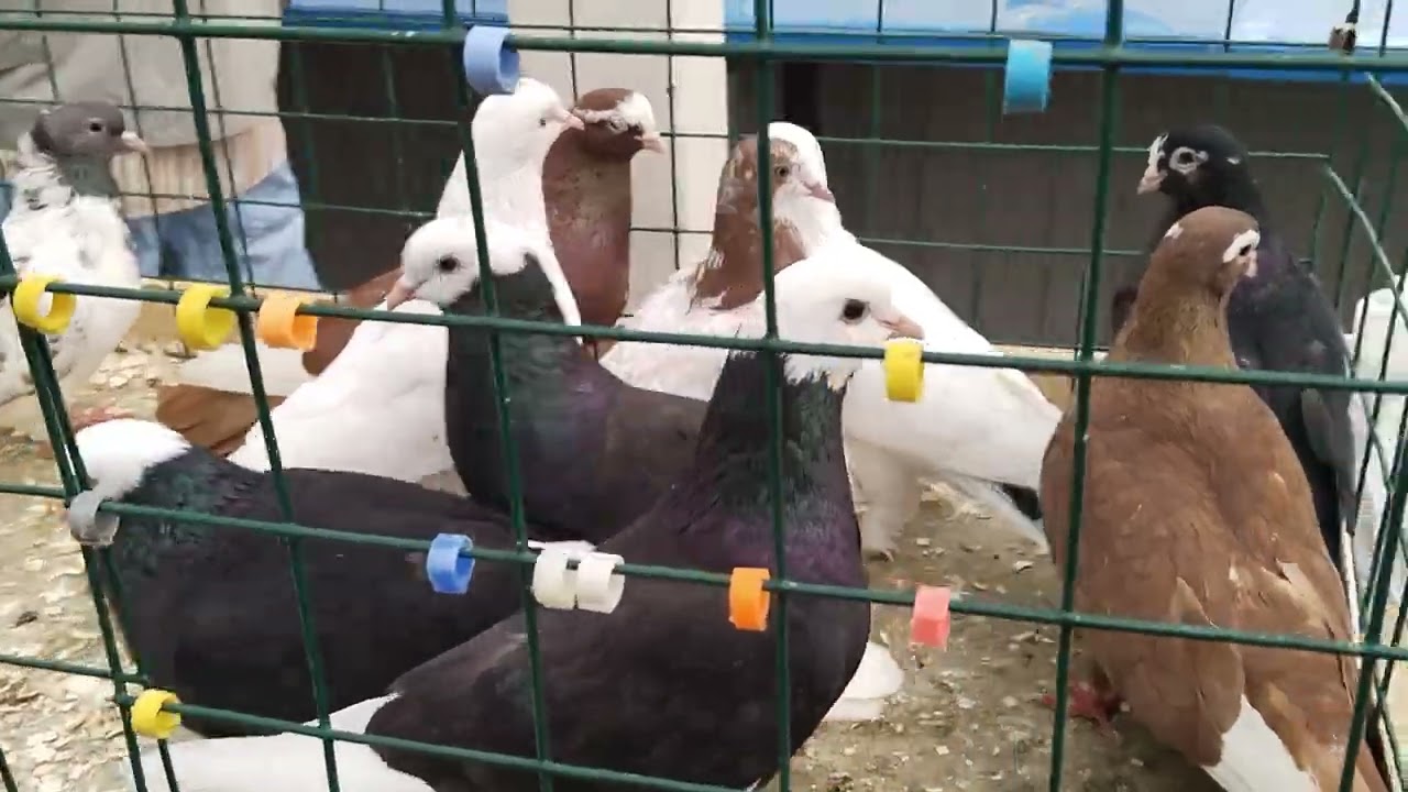 29.06.24 ЯРМАРКА ГОЛУБЕЙ. МОСКВА