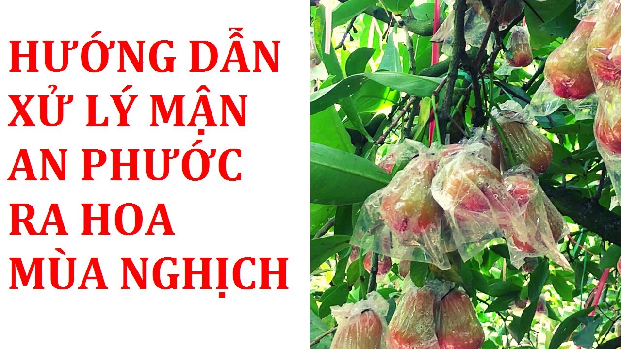 Hướng Dẫn Xử Lý Mận An Phước Ra Hoa Mùa Nghịch