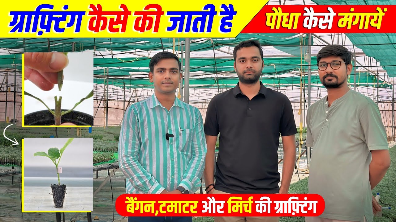 टमाटर, बैंगन और मिर्च की ग्राफ़्टिंग | पौधा कैसे मंगाएँ.? । Grafted Vegetable Plant