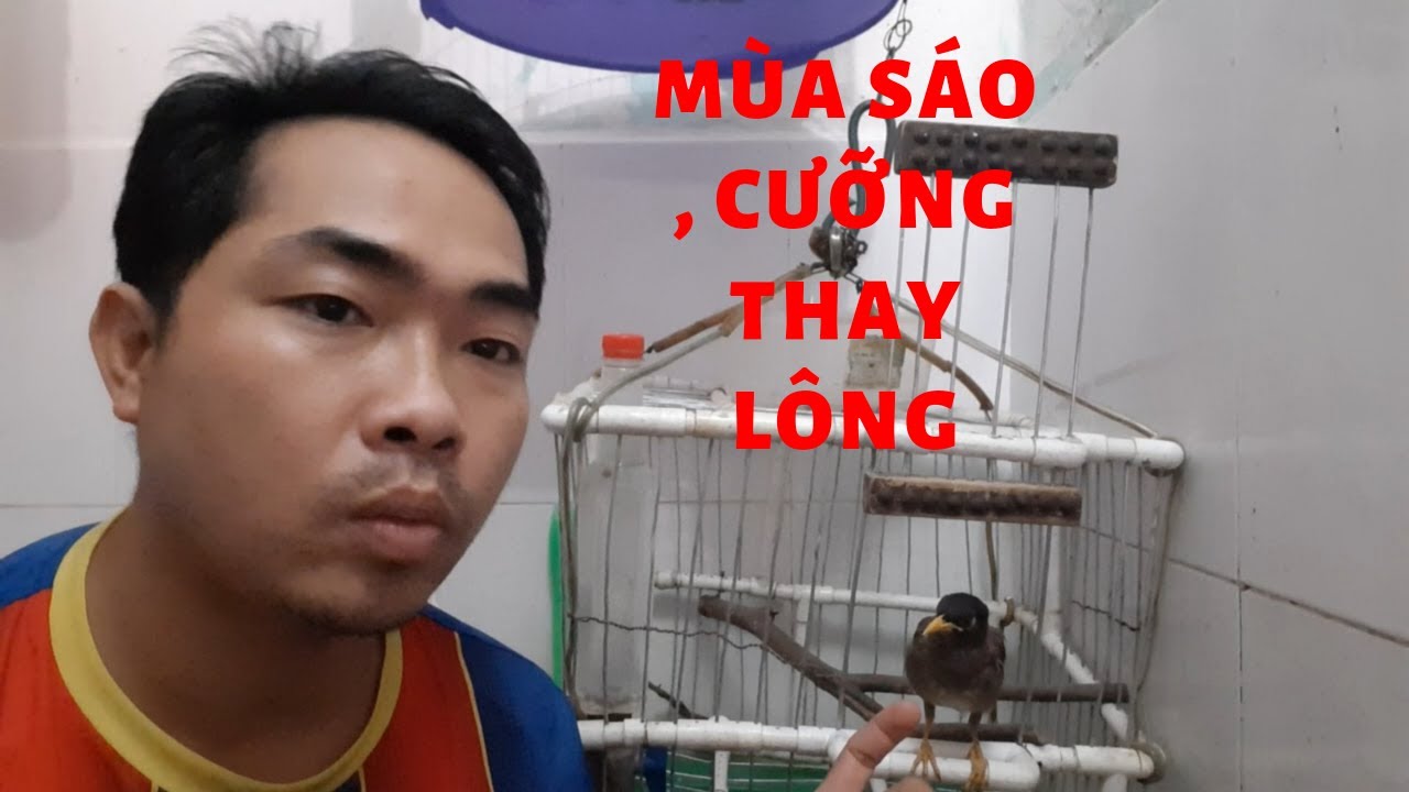Chăm S&oacute;c Chim Cảnh Thay L&ocirc;ng II take care of ornamental birds in the molting season.@KhiNguyen Vlog