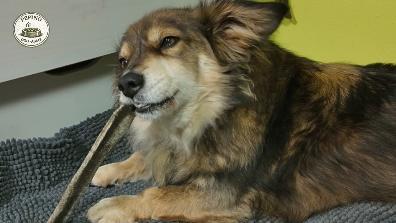 Dog Chewing ASMR | Dried Salmon Skin Sounds